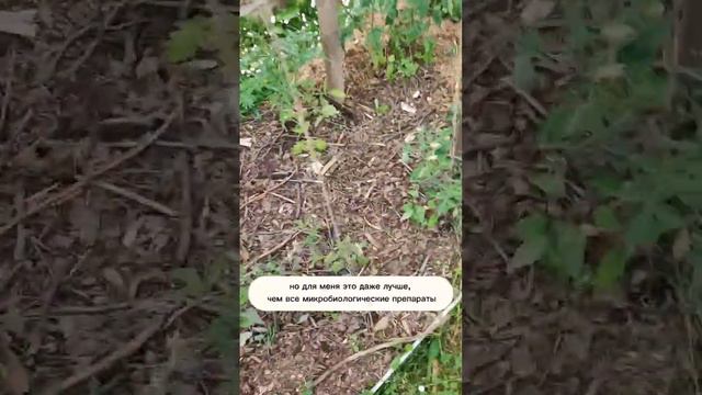 Какую МУЛЬЧУ выбрать?! #огород #садогород #дача#дачныесоветы смотреть онлайн