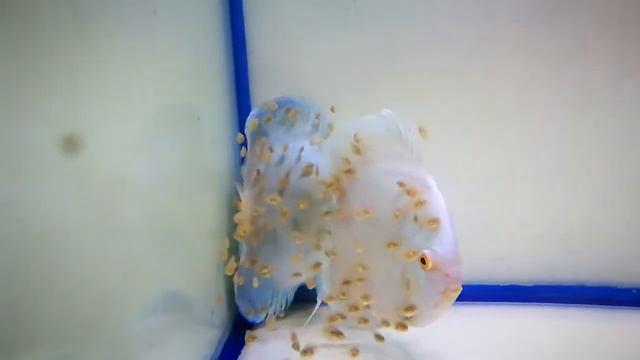 Дискусы Royal Blue Diamond с мальками от KL Discus Farm смотреть онлайн