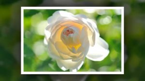 Музыкальное слайд шоу  для детей к дню святого Валентина  песня день святого Валентина