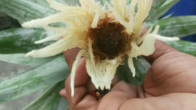 আনারসের পাতা থেকে গাছ তৈরি করুন। смотреть онлайн