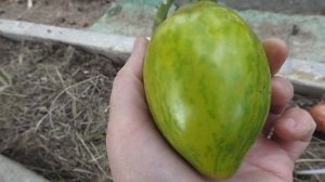 Томаты серии "гномы". Обзор 17 сортов