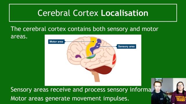 The Cerebral Cortex Section 1 Localisation смотреть онлайн