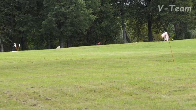 IG. Angelo Celeste Donatella (R) - Arno Nero Stella Di Celeste (W). Twin Cup 2017, Latvia. смотреть онлайн
