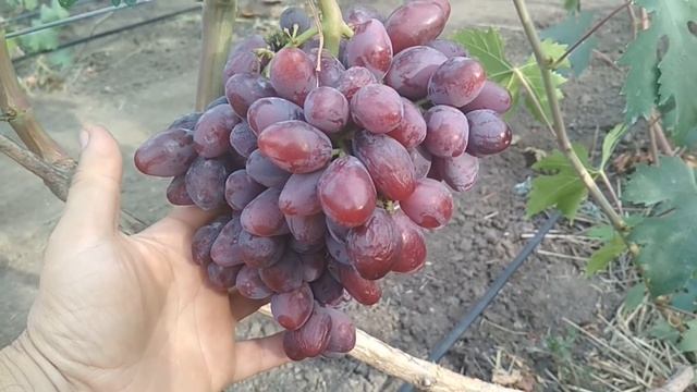 Виноград - Тюльпан и Талдун . смотреть онлайн