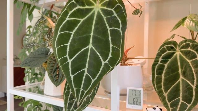 My ENTIRE Anthurium Collection (so far) | How To Care For Anthuriums | Plant Collection 2023 смотреть онлайн