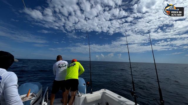 Pescando Rabirrubias, consejos y trucos! Pesca en Alta Mar смотреть онлайн