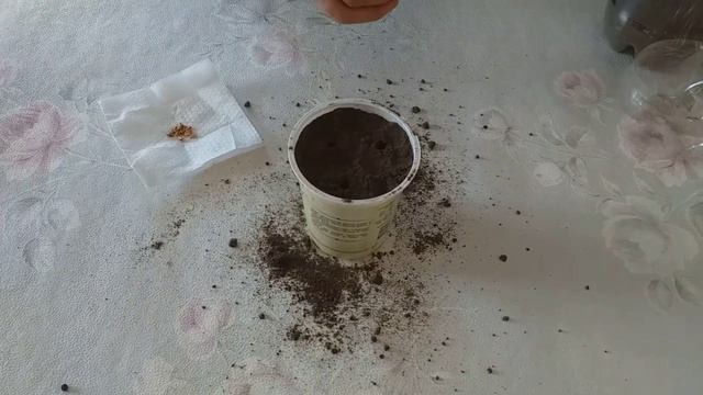 Как вырастить гранат дома?