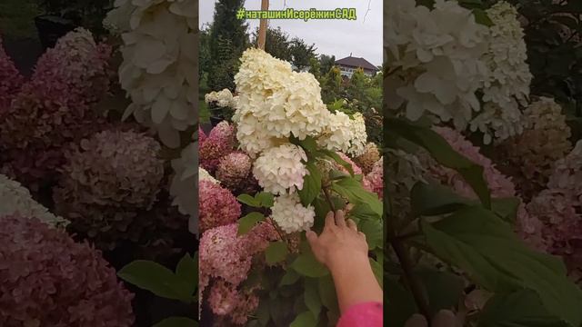 Цветущие саженцы Гортензии #наташинисерёжинсад смотреть онлайн