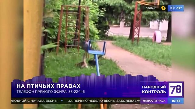 Вороны. Голуби. Надо ли кормить птиц? смотреть онлайн