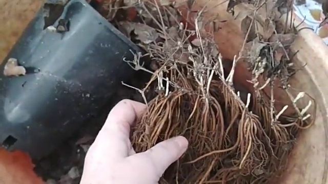 клематис из черенка (весенняя ревизия двулеток) смотреть онлайн
