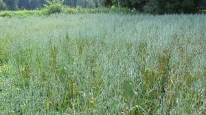 Овес молочной спелости. Сбор и применение.