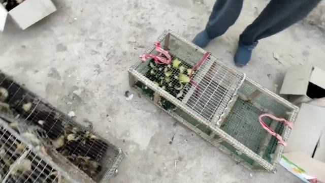 хазарасп парранда бозори 22 июня 2023!!! смотреть онлайн