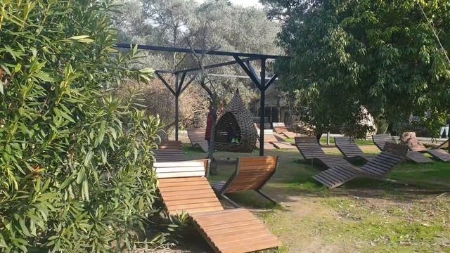 Цветущий январь. Жёлтый жасмин. Уголок с розами. Анютины глазки. Лазаревское. Погода 29 января 2023 смотреть онлайн