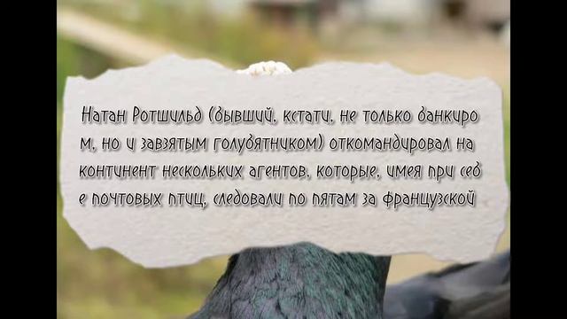 История одомашнивания голубей | Часть 3 — первая половина XIX века. смотреть онлайн
