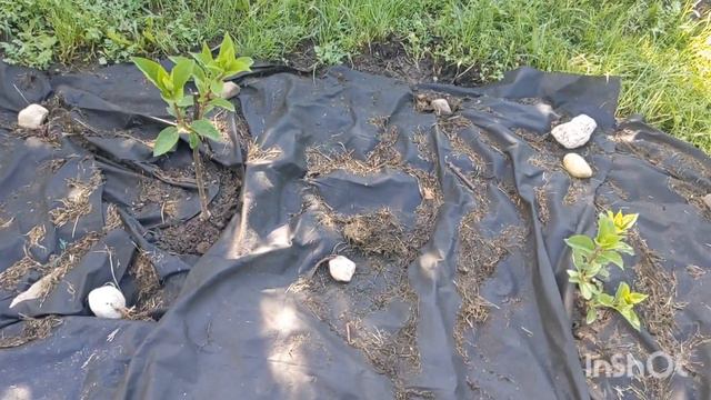 Как ухаживать за побегами цветов