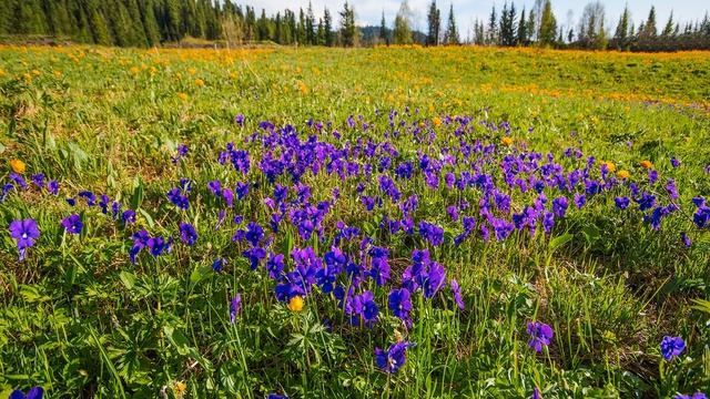 Поэтический цикл. В. Нестерин смотреть онлайн