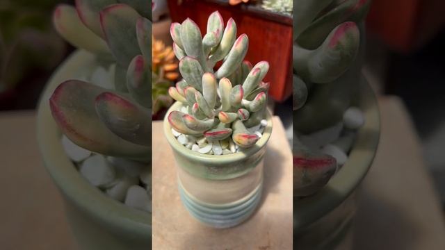 Rare and beautiful succulent! Cotyledon orbiculata variegata смотреть онлайн