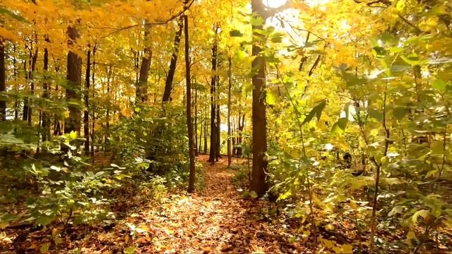 Чарующая Мелодия осени, осенняя музыка поможет расслабиться и успокоиться!