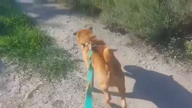 Поведение Шарпея с другим временным хозяином 2020 Shar Pei's Behavior With Another Temporary Master