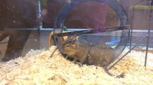 День РОЖДЕНИЯ нашего питомца Тиму 2 года Подарки My little Nastya