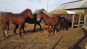 Русский тяжеловоз .жеребёнок 10 месяцев