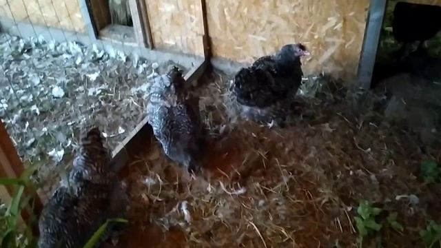 Виды линьки у кур# Ювенальная линька#сезонная,принудительная и болезненная линька у кур. Моя птица. смотреть онлайн