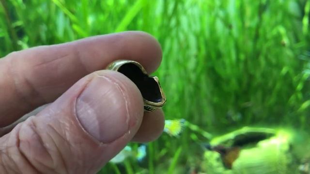 Череп Фигурка бронзовая Статуэтка Череп Украшения бронзовые от производителя Высокая детализация смотреть онлайн