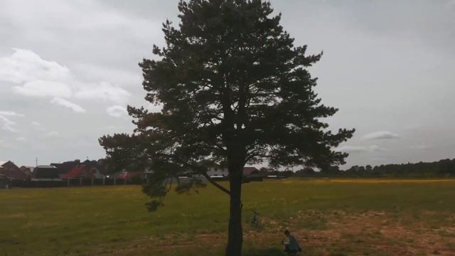 Танцы с деревом смотреть онлайн