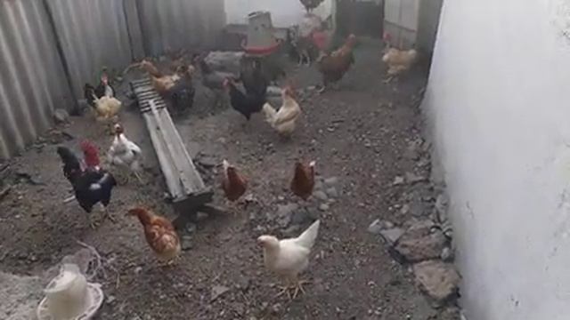 Корм для птицы кур уток гусей смотреть онлайн