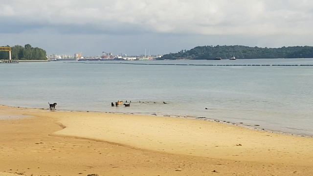 showdown at pasir ris park: land dogs vs sea dogs смотреть онлайн