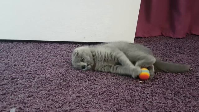 КОТЕНОК МУРКА ИГРАЕТ С МЯЧИКОМ \ Галчата тв