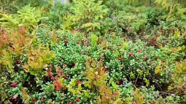 Брусника смотреть онлайн