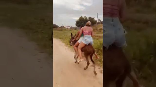 Doble diversión donkey смотреть онлайн