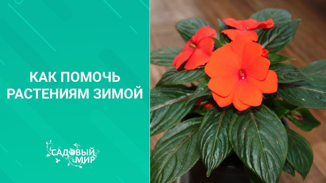 Как помочь растениям зимой смотреть онлайн