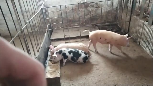 Три дня отсутствия на Фазенде. Как легко и быстро дробить макуху!? смотреть онлайн