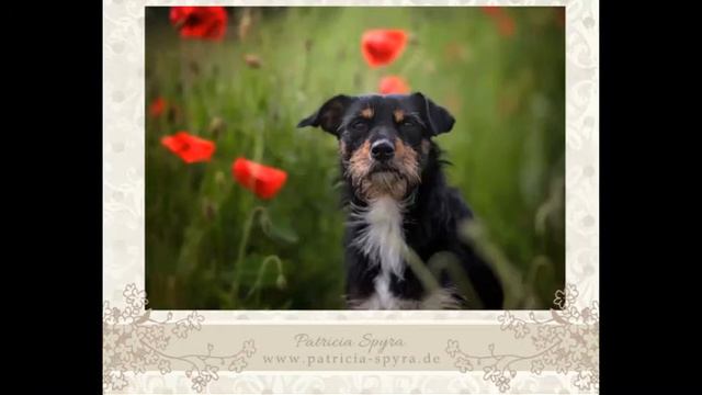 Tierfotografie Augsburg смотреть онлайн