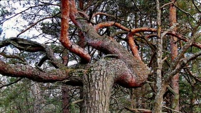 Природа Климово, Брянская область смотреть онлайн