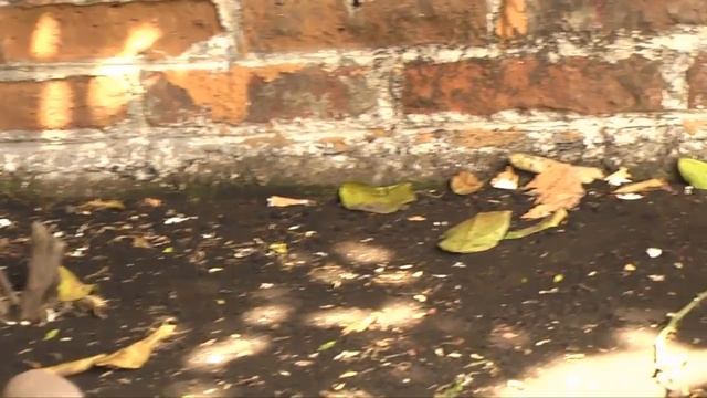 HDC-HS250 prueba 03 смотреть онлайн