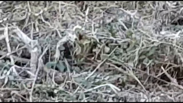 Desbrozadora  Sterwins 43 Cc  Nuevo Triturador