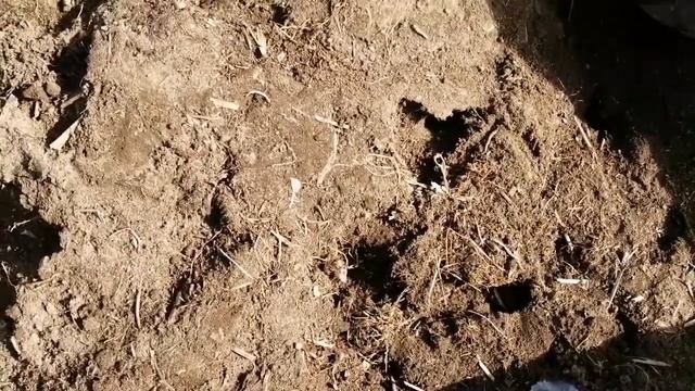 Где купить качественную рассаду клубники. смотреть онлайн