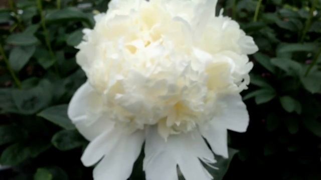 Peony Princess Bride - www.peonyshop.com смотреть онлайн