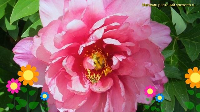 Пион ито Пинк Даубл Денди. Краткий обзор, описание характеристик paeonia itoh Pink Double Dandy смотреть онлайн