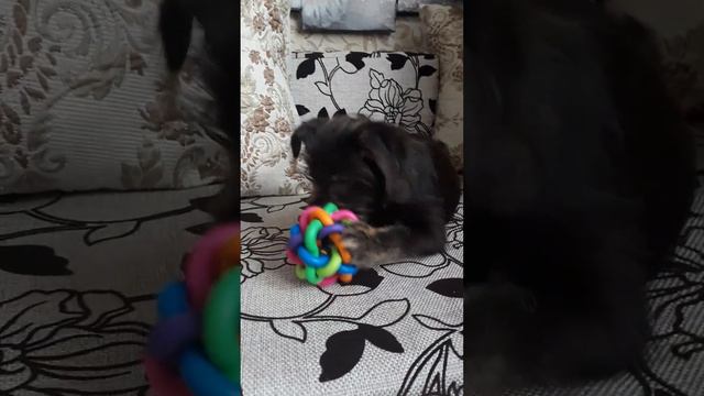 Тотошке 5 месяцев смотреть онлайн