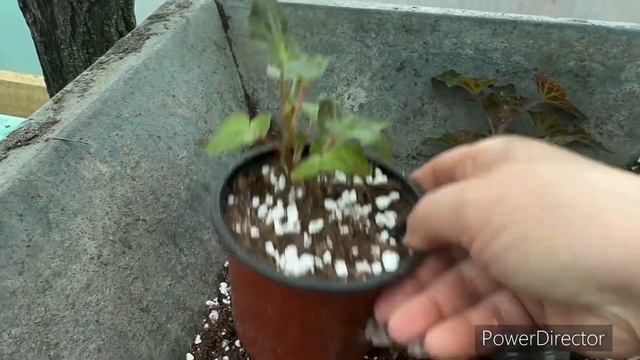 На каком этапе пересаживать беликонии и нужна ли им прищипка смотреть онлайн