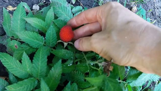 Малина Мяо Мяо как декоративная культура смотреть онлайн