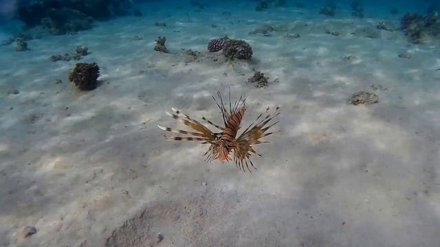 Mangrove Bay El Quseir March 2017 Мангрове Бэй Эль Кусейр Март 2017