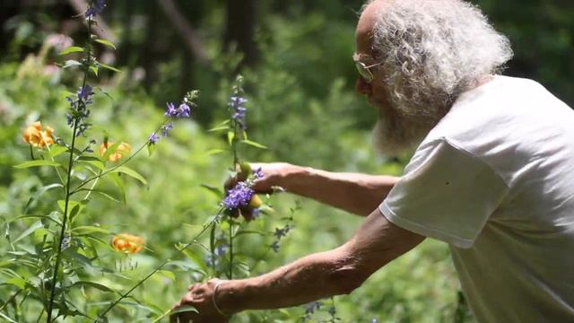 Campanulastrum Americanum