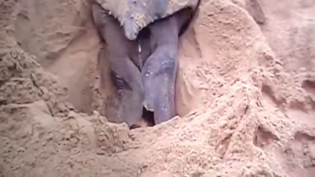 A leatherback turtle encounter! смотреть онлайн