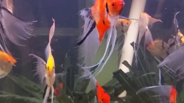 War Paint Angelfish Super Veil Breeders on Holiday смотреть онлайн