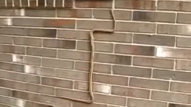 Змея ползёт вверх по отвесной стене, ужас! смотреть онлайн